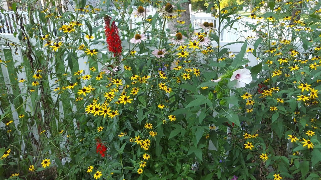 Getting started with BlackEyed Susan (Rudbeckia) GrowIt BuildIT