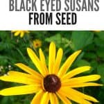 How to grow Black-Eyed Susans (Rudbeckia) from seed