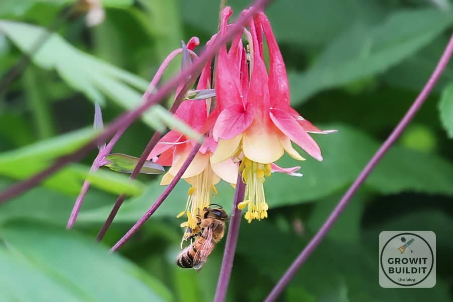 columbine bee