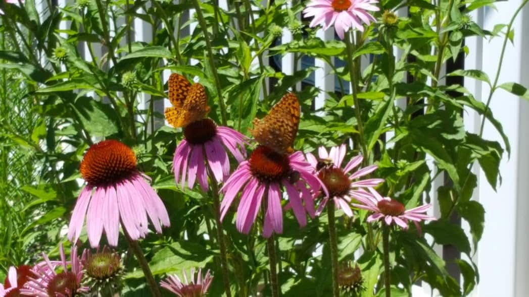 How to Grow Echinacea from Seed GrowIt BuildIT