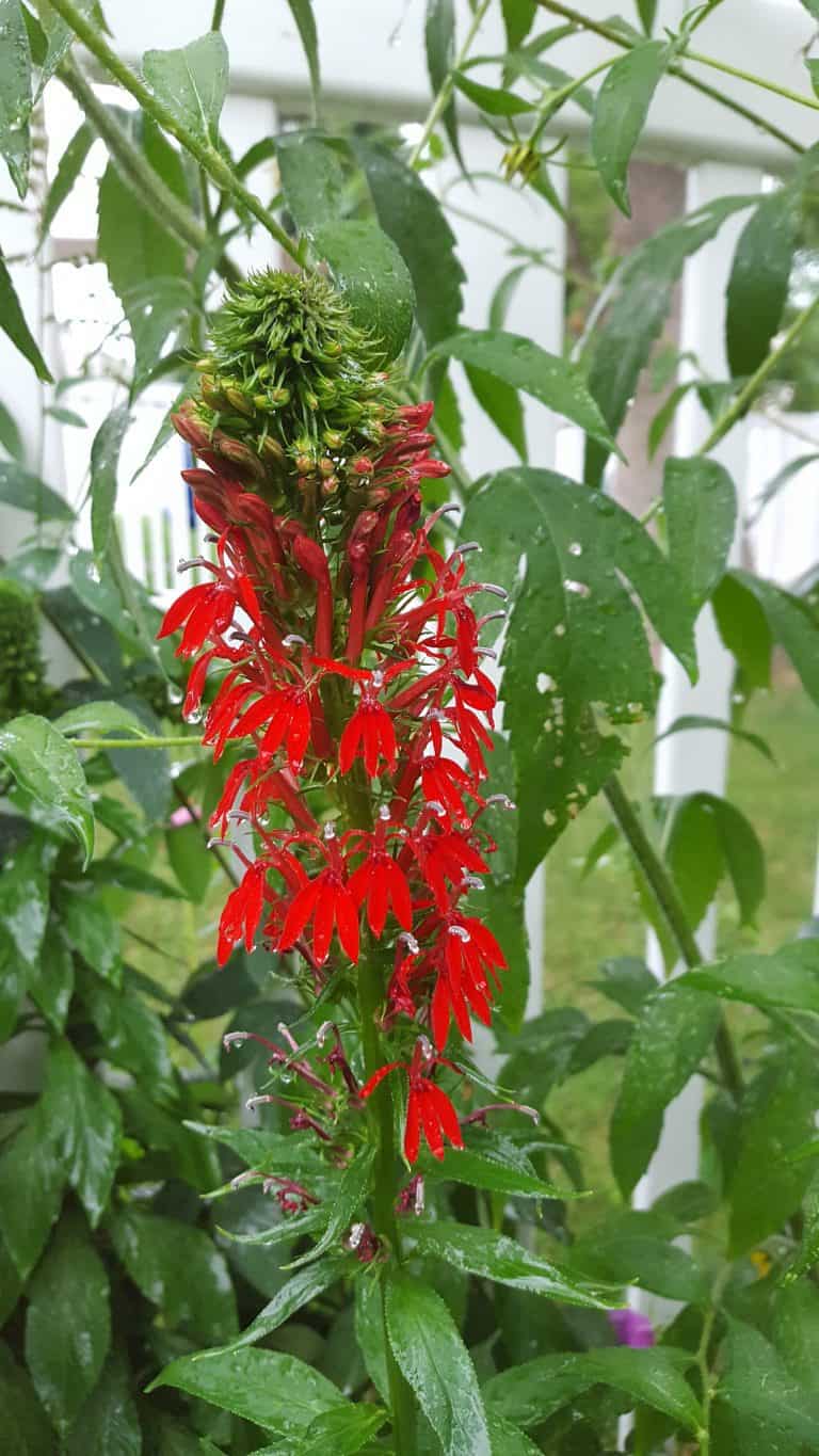 Cardinal Flower A Beginners Guide GrowIt BuildIT