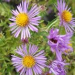 A Beginners Guide To New England Aster