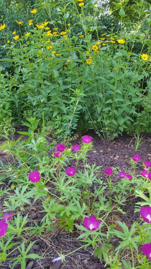 Winecup Flowers How to Grow & Care Callirhoe Involucrata GrowIt BuildIT