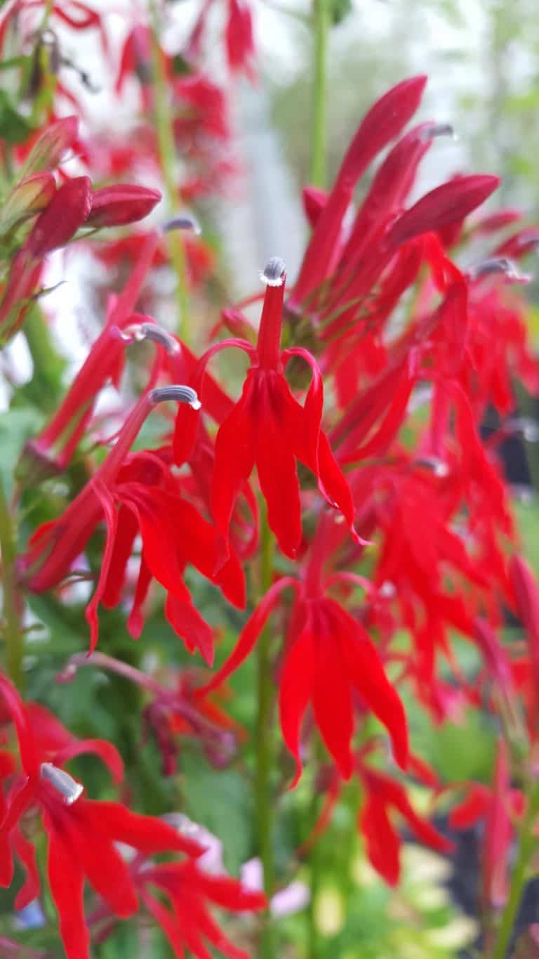 Cardinal Flower A Beginners Guide GrowIt BuildIT