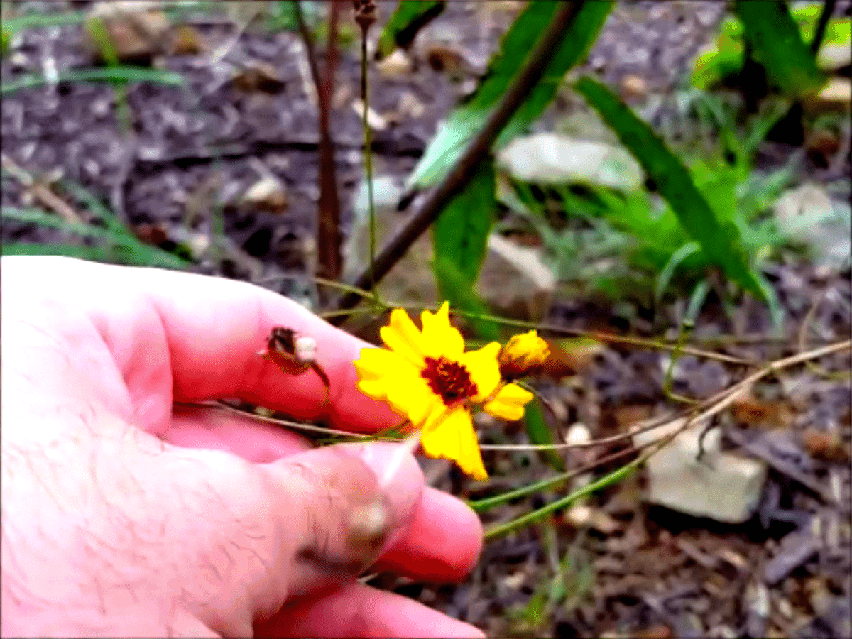 How to Save Coreopsis Seeds An Illustrated Guide GrowIt BuildIT