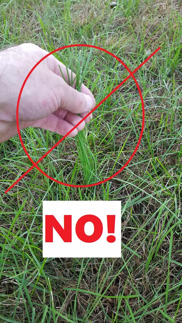 Wild Onion Grass & Wild Garlic Identification and Control GrowIt BuildIT