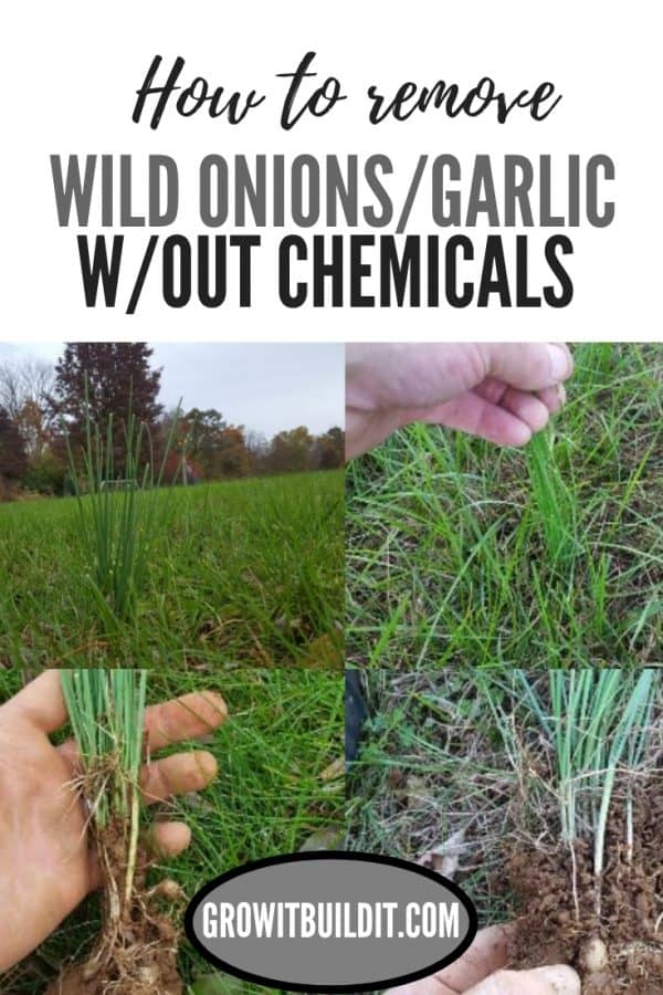Wild Onion Grass & Wild Garlic Identification and Control GrowIt BuildIT