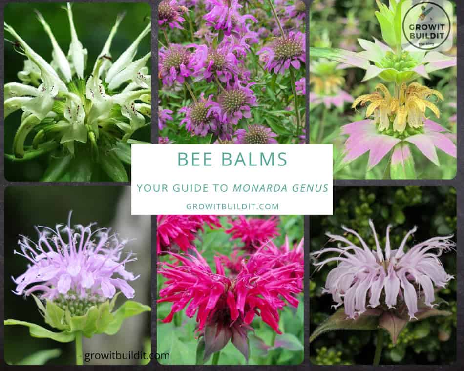 Bee Balm Types