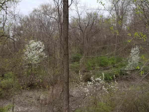 Why you shouldn’t grow Callery/Bradford Pear Trees – GrowIt BuildIT