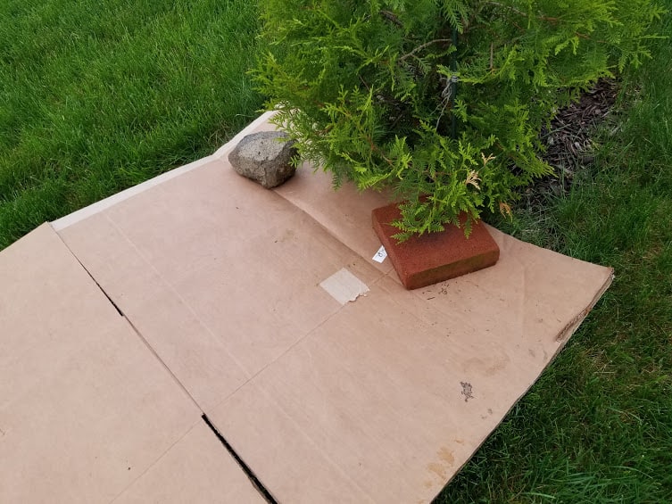 use cardboard to kill grass 2