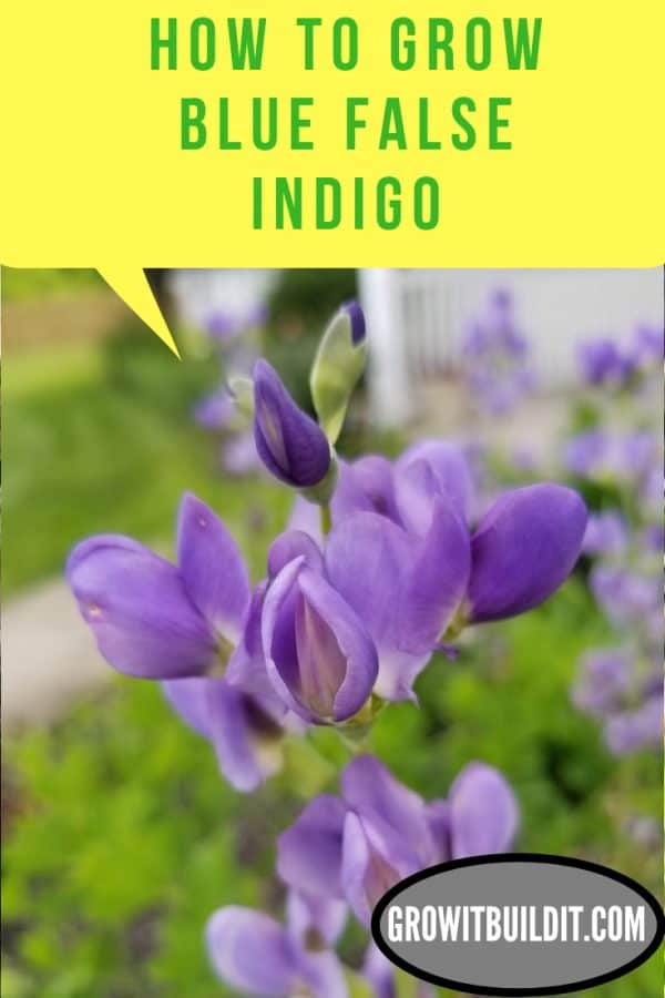 How to Grow and Care for Blue False Indigo, Batptisia Australis GrowIt BuildIT