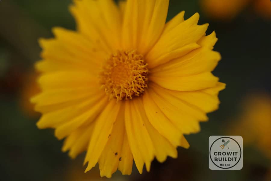 Lanceleaf Coreopsis