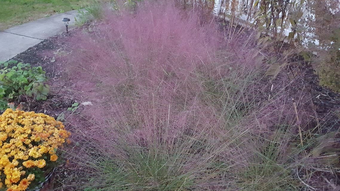 Pink Muhly Grass 101 Complete Guide to Muhly Grass GrowIt BuildIT