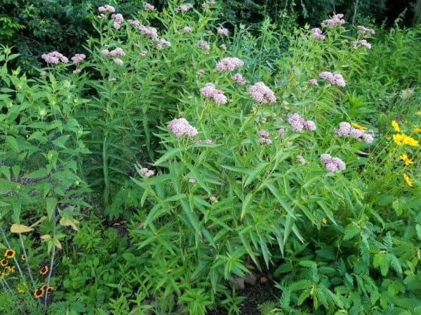 Asclépiade des marais 101 Guide de l'Asclepias Incarnata GrowIt