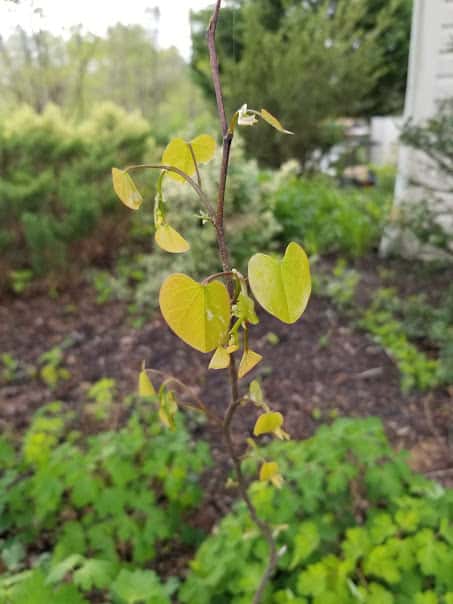 How to Grow Eastern Redbud Tree from Seed – GrowIt BuildIT