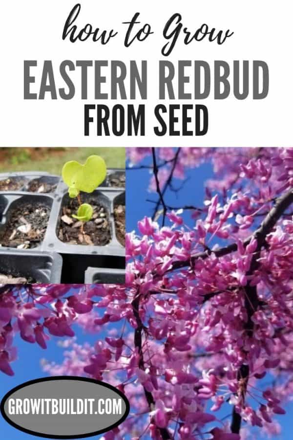 How to Grow Eastern Redbud Tree from Seed GrowIt BuildIT