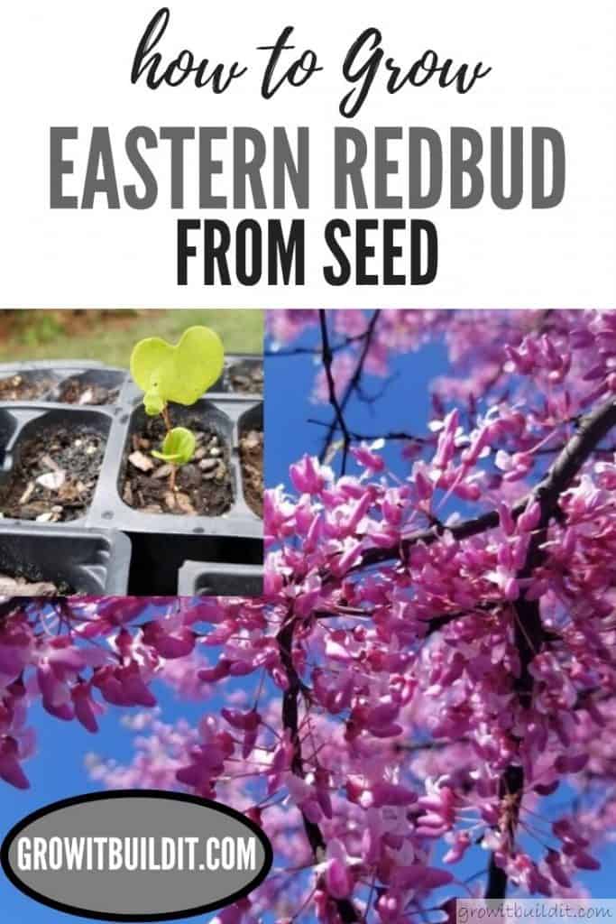 How to Grow Eastern Redbud Tree from Seed GrowIt BuildIT