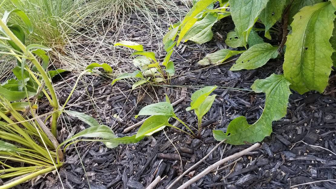 Do Coneflowers Spread or multiply? GrowIt BuildIT