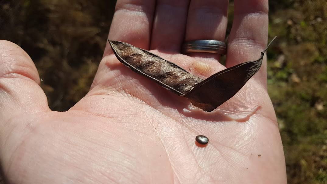 Eastern Redbud Seed Pods