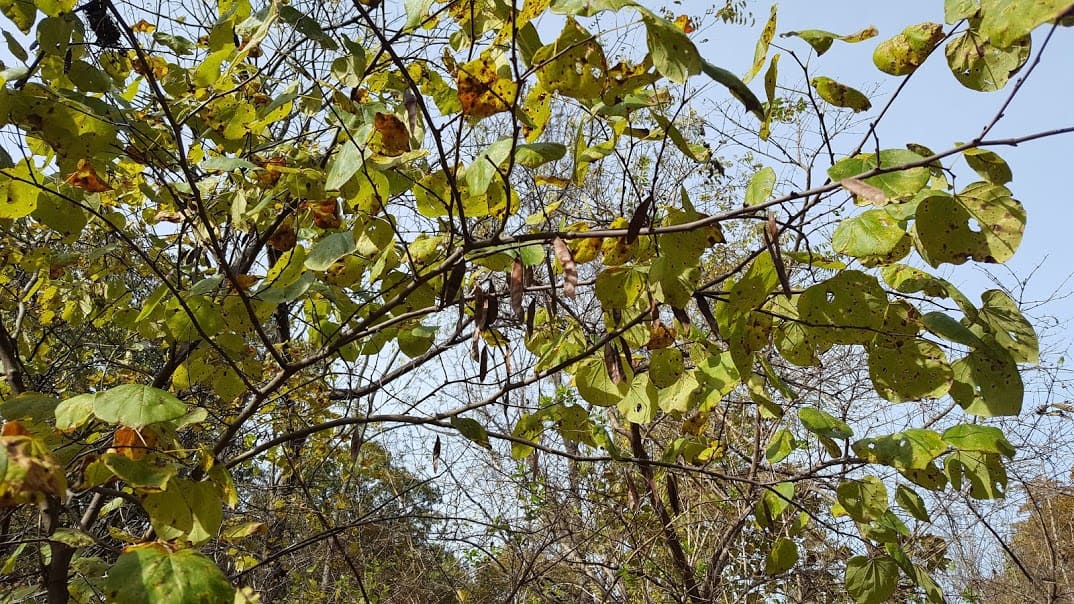 How to save seeds from Eastern Redbud Trees GrowIt BuildIT