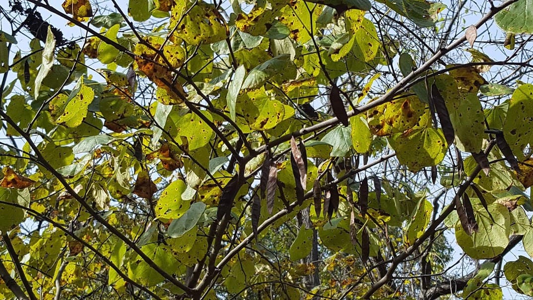 How to save seeds from Eastern Redbud Trees GrowIt BuildIT