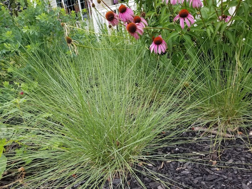 Pink Muhly Grass Grow and Care for Gulf Muhly GrowIt BuildIT