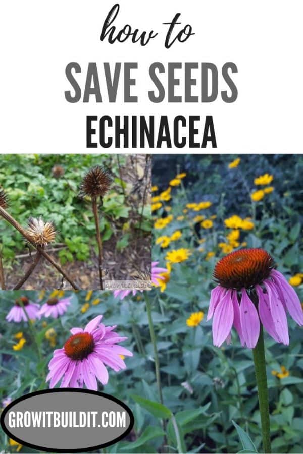 THE Easiest Way to Harvest Echinacea Seeds GrowIt BuildIT