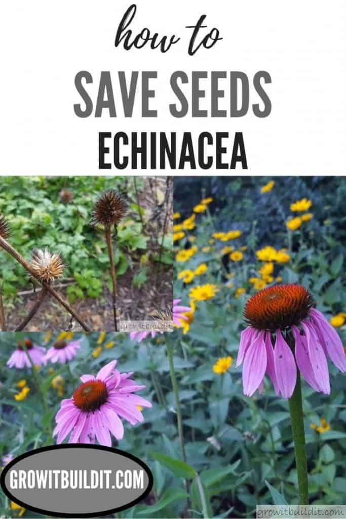 THE Easiest Way to Harvest Echinacea Seeds GrowIt BuildIT