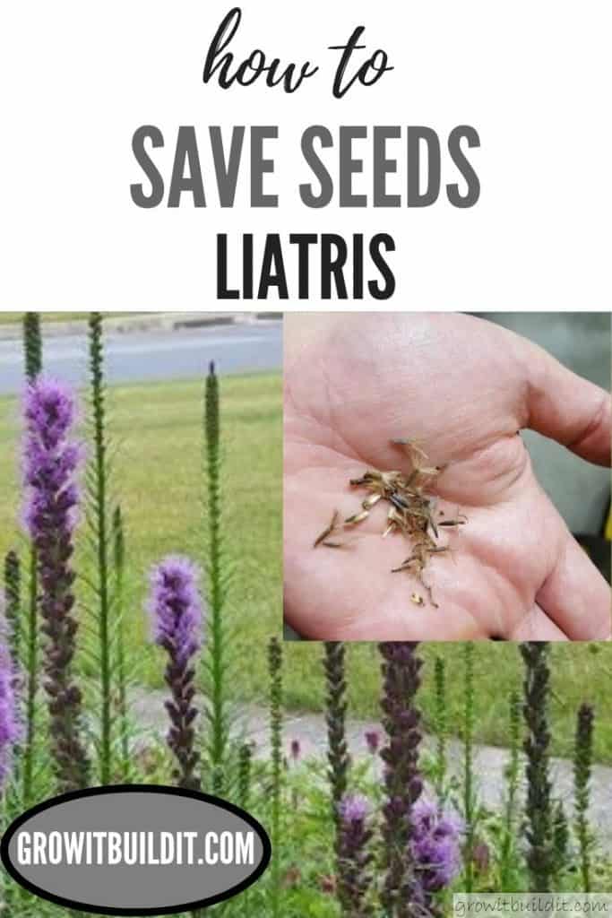 How to Save Liatris Seeds An Illustrated Guide with Pictures GrowIt