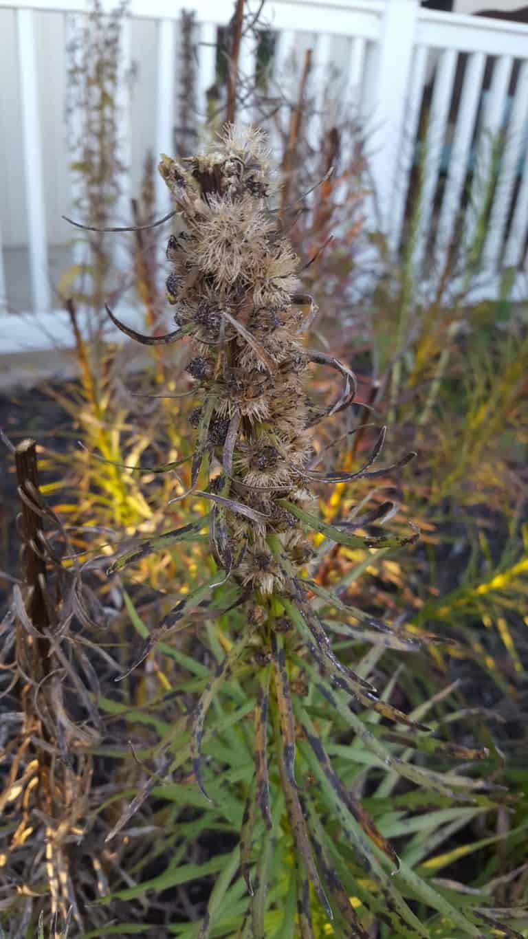 How to Save Liatris Seeds An Illustrated Guide with Pictures GrowIt