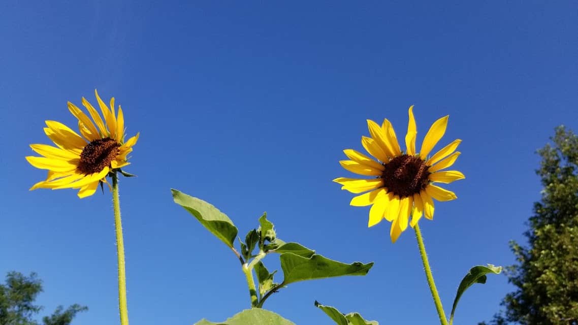 Wild Sunflowers 101 What, Why, and How To GROW! GrowIt BuildIT