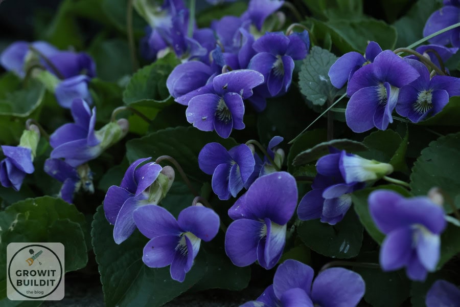 wild violet