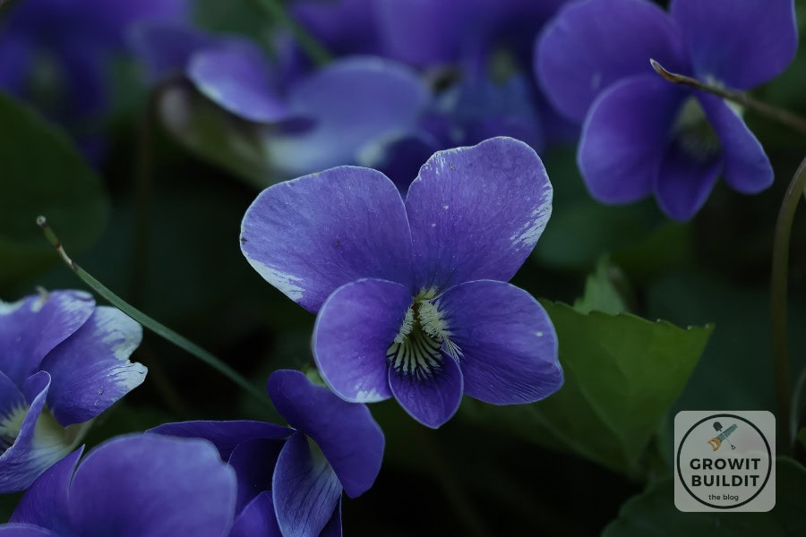 violet flower