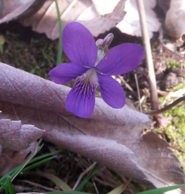 Wild Violet Overview of Facts, Growing Conditions GrowIt BuildIT