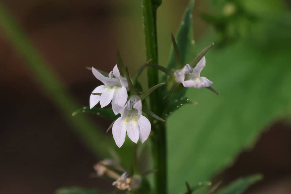 wild tobacco flower Lobelia nicotianifolia Theyre especially popular with bees and butterflies! Nicotiana glauca Profile  California