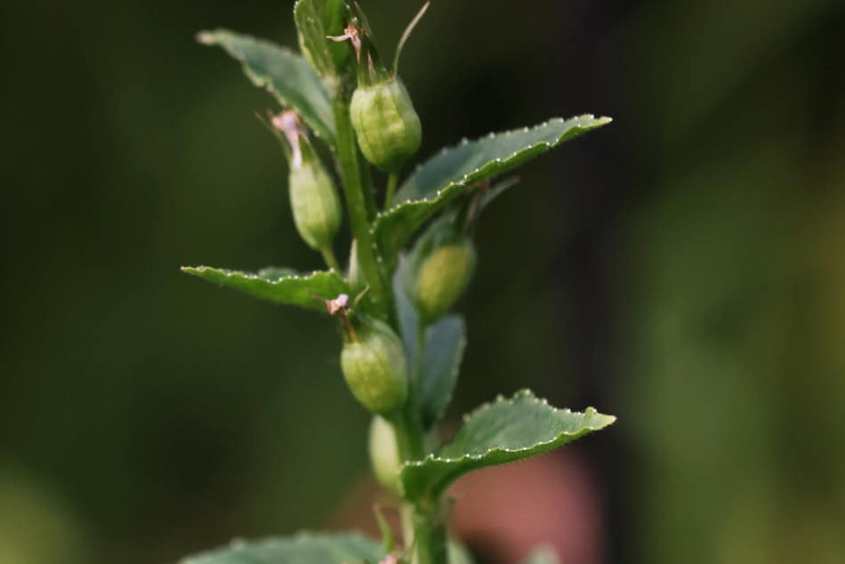 Lobelia inflata seed pod