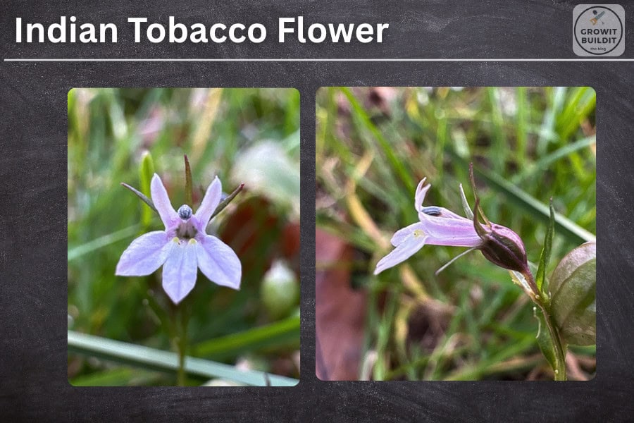australian native tobacco plant Wild | NatureWatch 45 Tobacco Plants Australia Stock