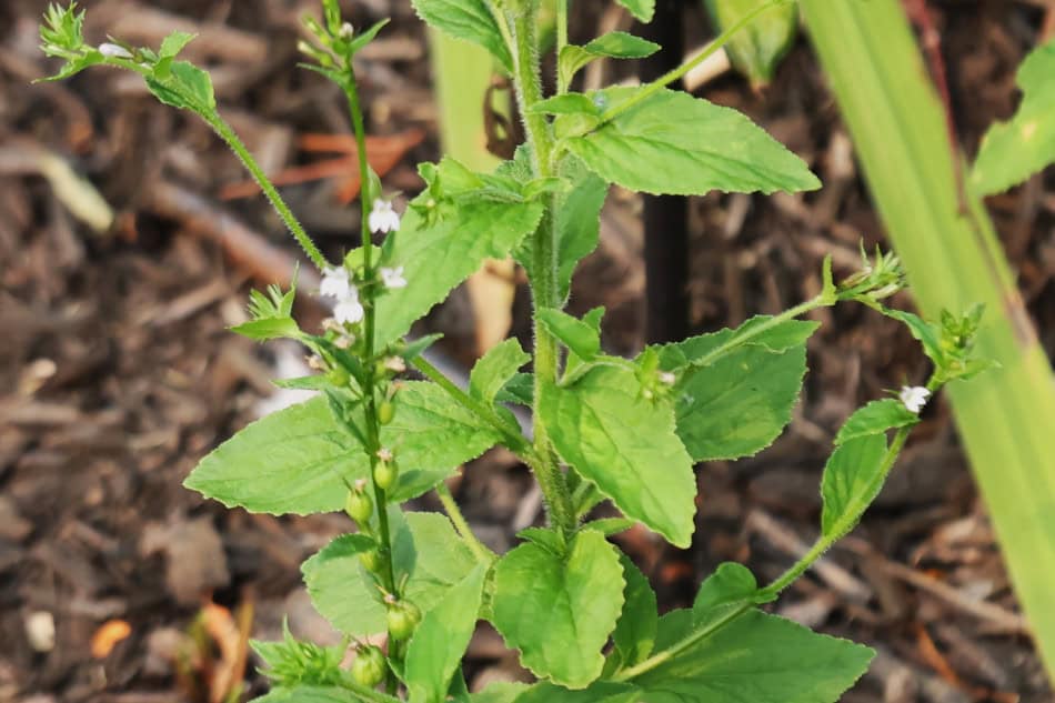 indian tobacco scientific name Nicotiana rustica Indian Rustica Tobacco Seeds -