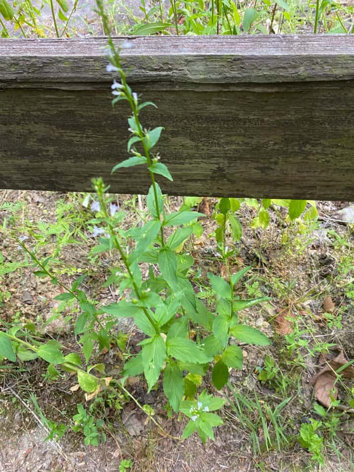 where is tobacco native to Tobacco: The dangerous plant's sacred origins Native American Indian Tobacco Legends,