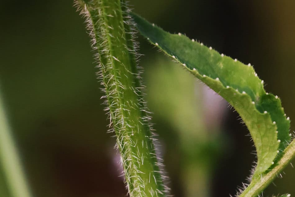 tobacco stalk Stems How to Grow Tobacco -