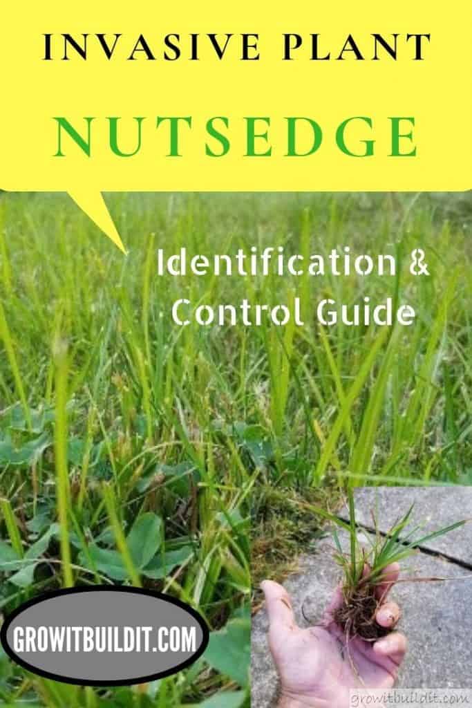 Nutsedge Identification and Control Guide GrowIt BuildIT