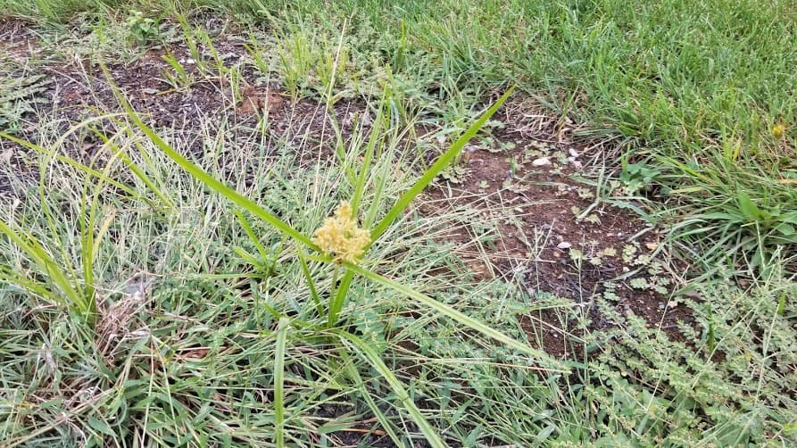 Nutsedge Identification and Control Guide GrowIt BuildIT