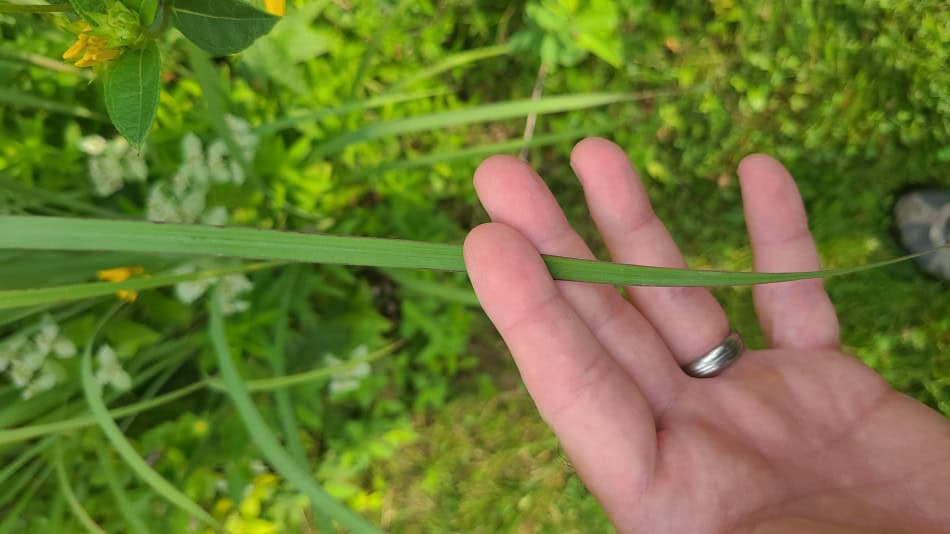 Big Bluestem leaf
