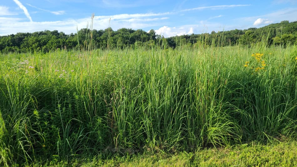 Big Bluestem Summer