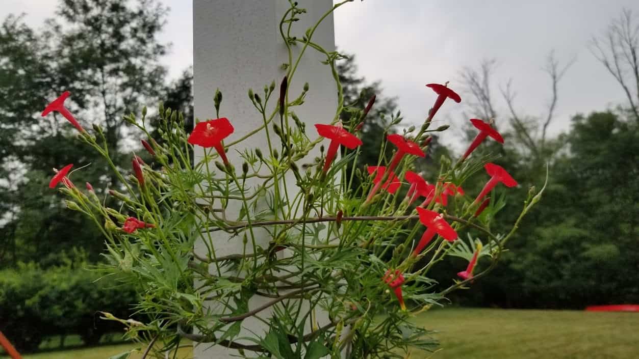 Cardinal Climber THE Hummingbird GrowIt BuildIT