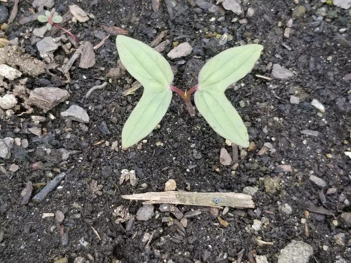 How To Harvest Cardinal Climber Seeds