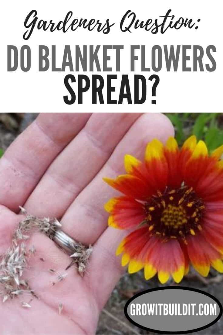 Do Blanket Flowers Spread? GrowIt BuildIT