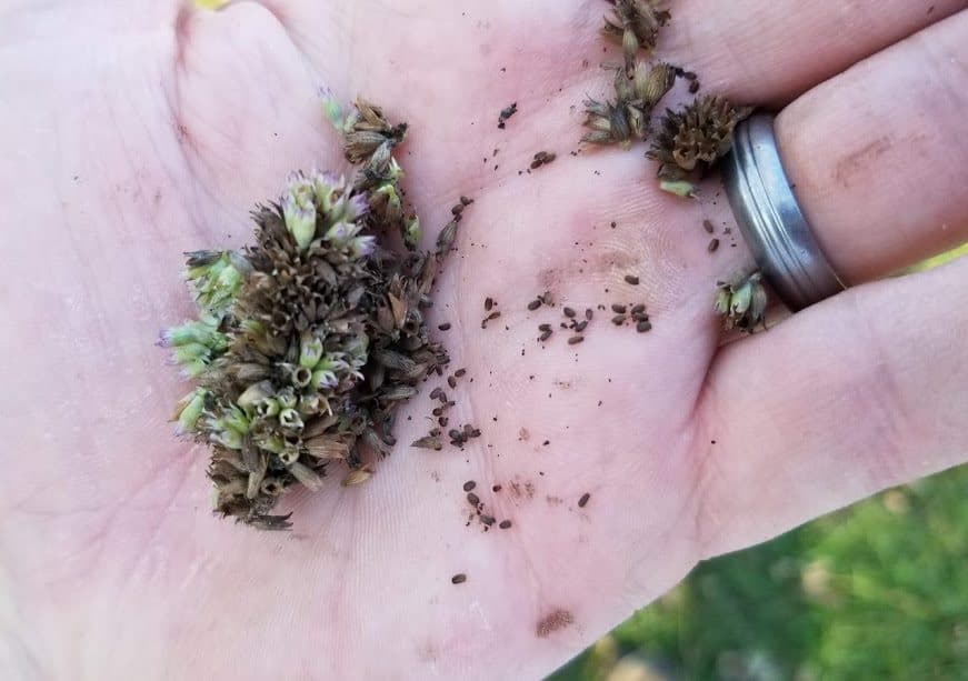 Anise Hyssop 101 Complete Guide to Agastache foeniculum GrowIt BuildIT