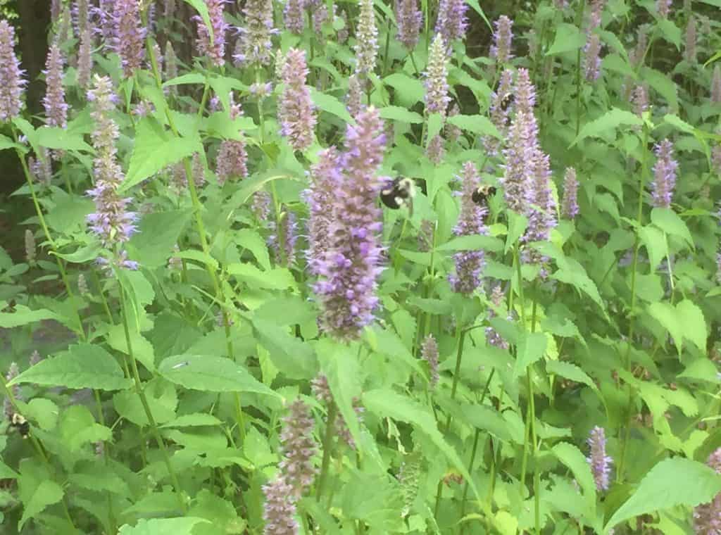 Anise Hyssop Facts, Identification, Uses, Grow & Care GrowIt BuildIT