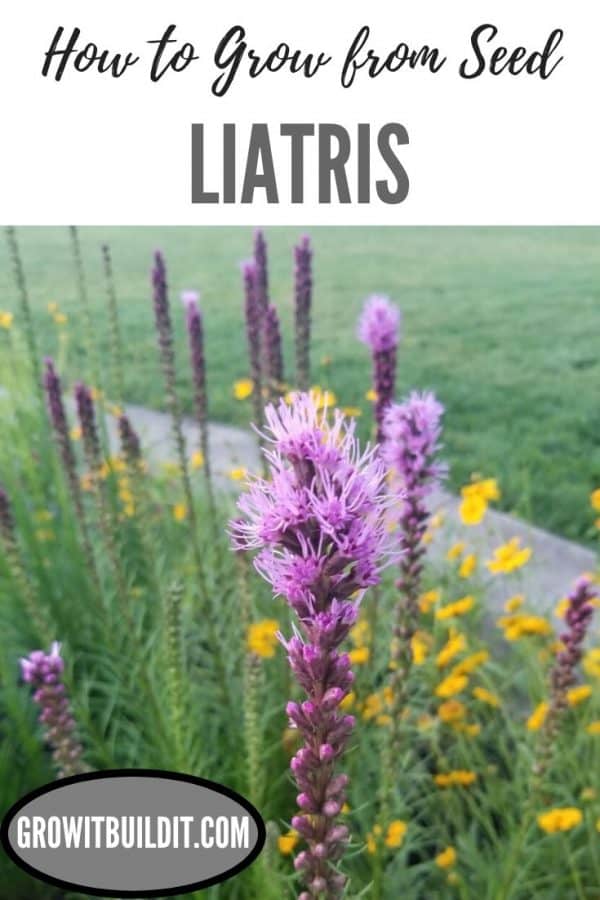 How to Grow Liatris from Seed GrowIt BuildIT